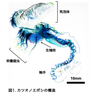 図1.カツオノエボシの構造.png