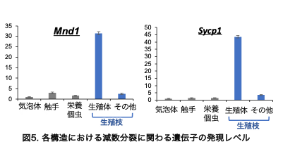 図5.各構造における減数滅裂に関わる遺伝子の発現レベル.png