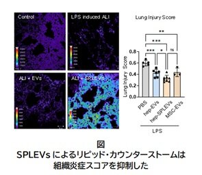 炎症2.jpg
