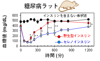 インスリン6.png