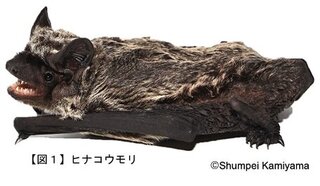 こうもり.jpg