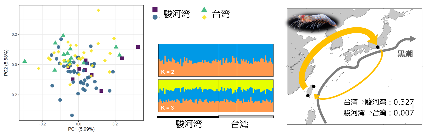 図2：MIG-seq法によるサクラエビの集団遺伝解析.png