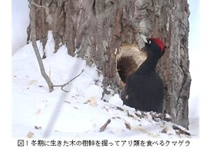 クマゲラ１.jpg