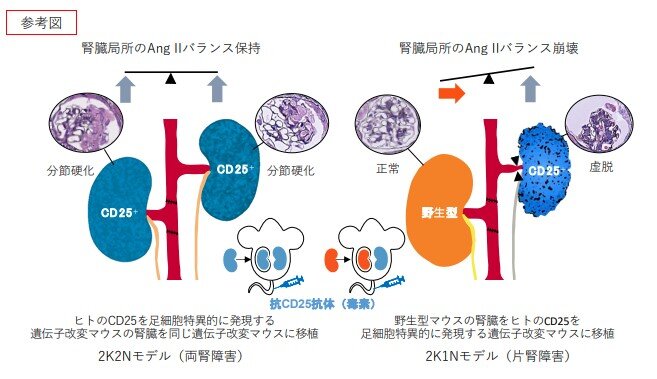 腎臓.jpg
