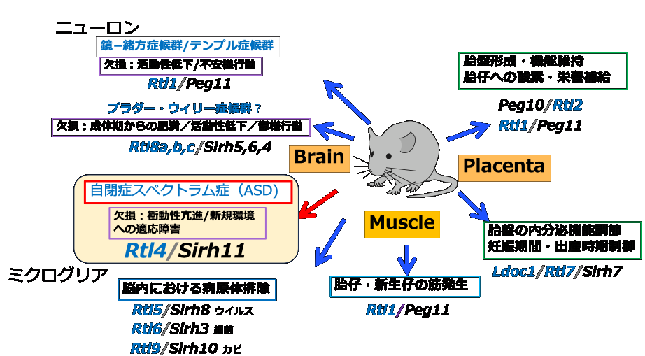 自閉症１.png
