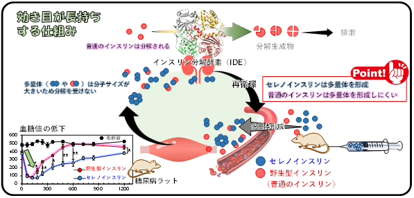 インスリン２.png