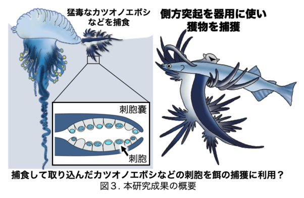 図3.本研究成果の概要.png