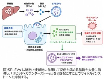 過剰な炎症を鎮める脂質応答の新機構を解明 -酵素処理した細胞外小胞による新たな治療戦略-