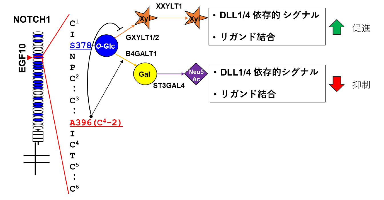 https://www.tokai.ac.jp/news/5907bcd79c0d83cb30d25612924a3c29fb9cc49e.png