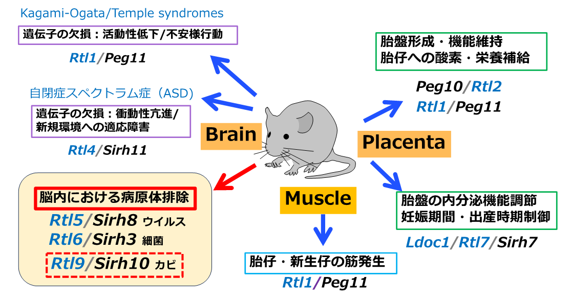 ウイルス①.png