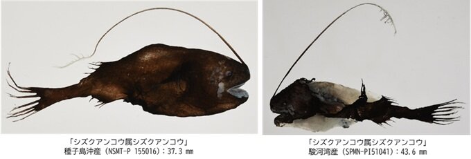 アンコウ.jpg