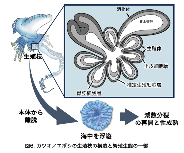 図6.カツオノエボシの生殖枝の構造と繁殖生態の一部.png