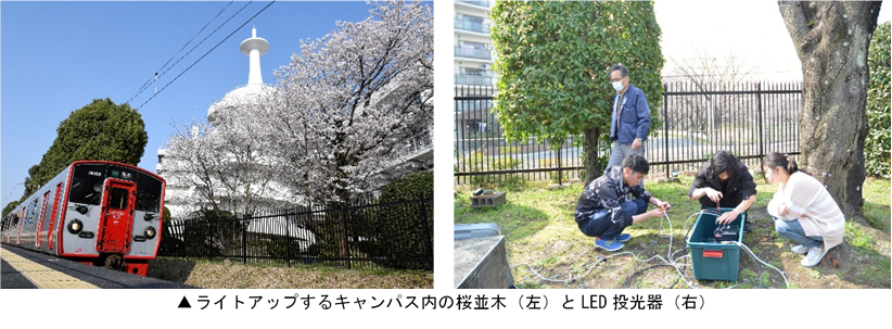 ライトアップするキャンパス内の桜並木と.png