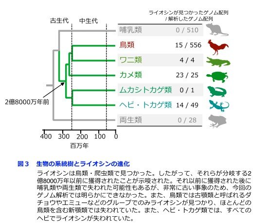 ワニ３.jpg