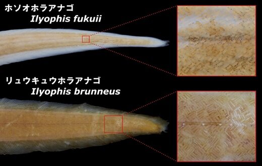 アナゴ3.jpg