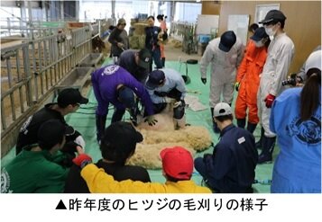 阿蘇ひつじ.jpg