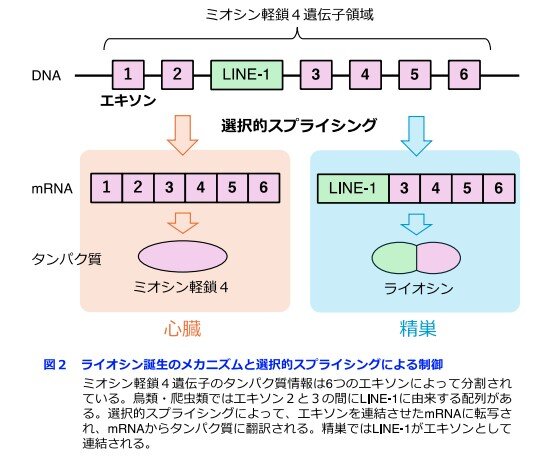 ワニ２.jpg