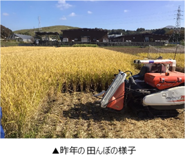 昨年の田んぼの様子.png