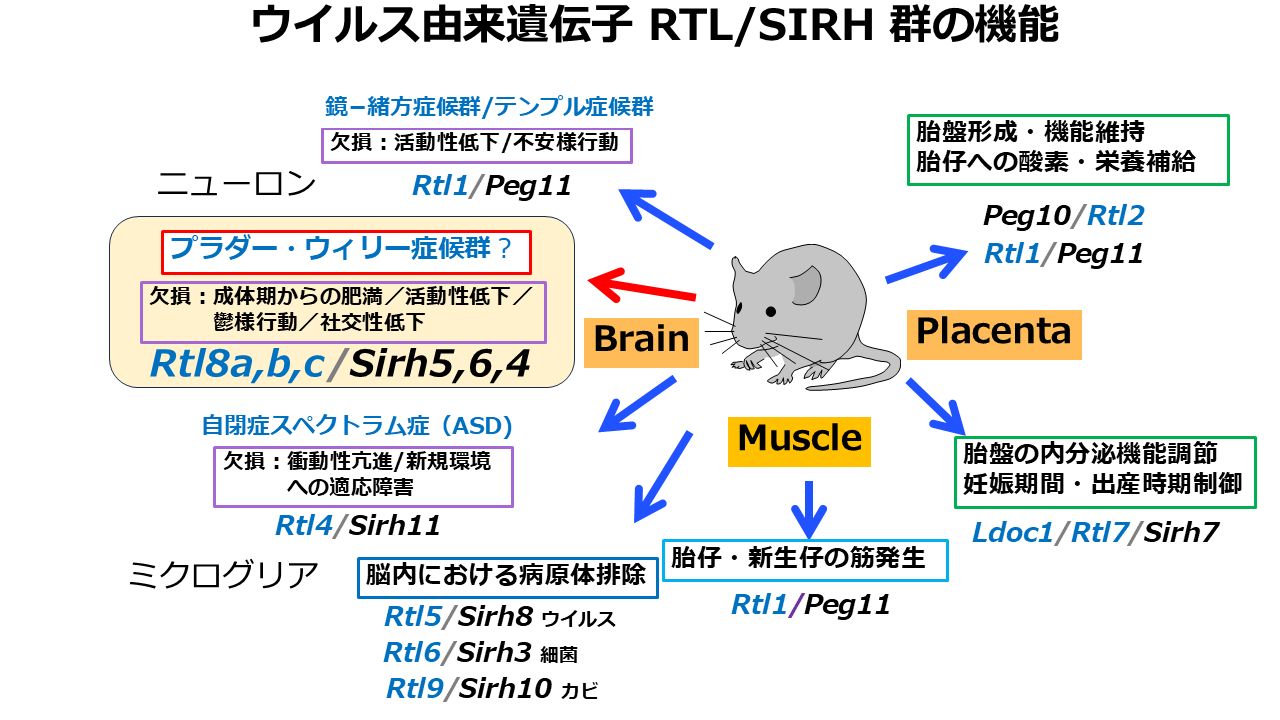 図1 ウイルス由来遺伝子 RTL／SIRH 群の機能.png