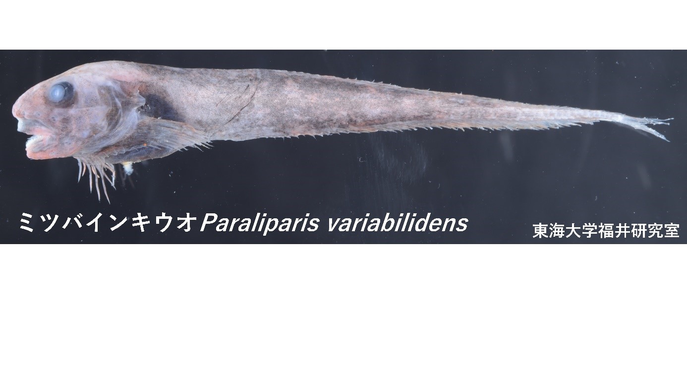 駿河湾で発見された深海魚の新種 クサウオ科 Paraliparis Variabilidens 標準和名 ミツバインキウオ と命名 ニュース 学校法人東海大学 駿河湾で発見された深海魚の新種 クサウオ科 Paraliparis Variabilidens 標準和名 ミツバインキウオ と命名 ニュース 学校法人東海大学